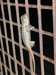 Sceloporus magister