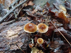 Psilocybe caerulipes