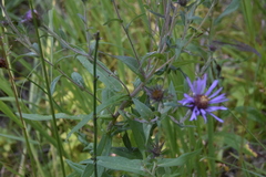 Canadanthus modestus