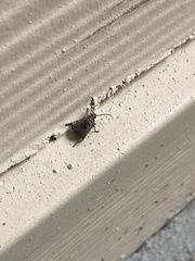 Bruchinae