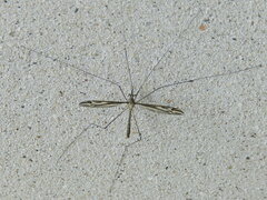 Tipula furca
