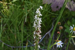 Platanthera dilatata leucostachys