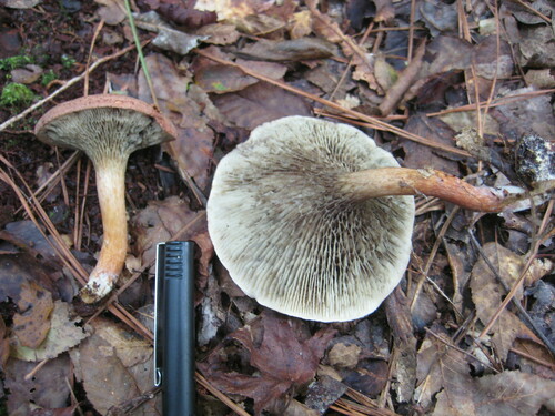Phylloporopsis boletinoides image