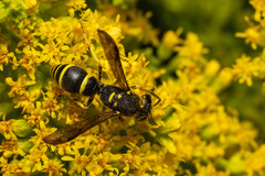 Ancistrocerus catskill
