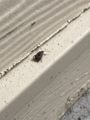 Bruchinae