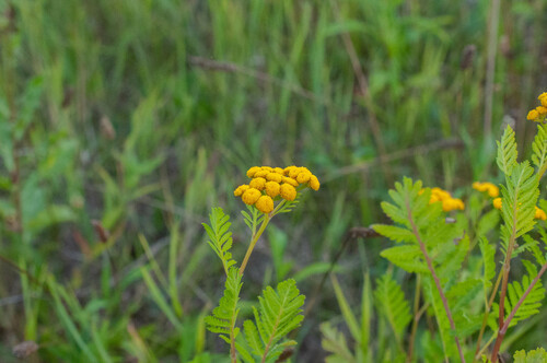 Vratić (Tanacetum vulgare)