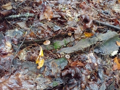 Psilocybe caerulipes