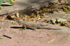 Tropidurus catalanensis