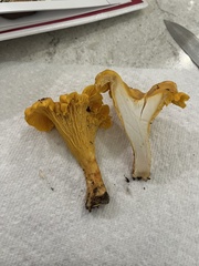 Cantharellus lateritius