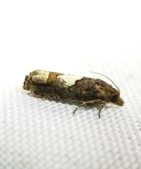 Eucosma parmatana
