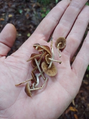 Psilocybe caerulipes