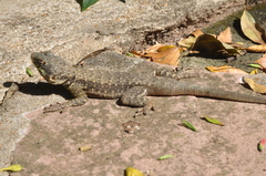 Tropidurus catalanensis