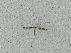 Tipula furca