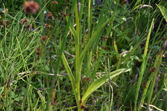 Platanthera dilatata leucostachys