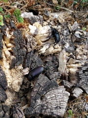 Lucanus cervus