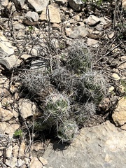 Neolloydia conoidea