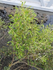 Avicennia