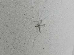 Tipula furca