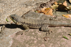 Tropidurus catalanensis