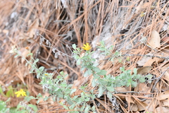 Heterotheca mucronata