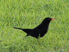 Turdus merula merula