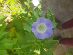 Nicandra physalodes