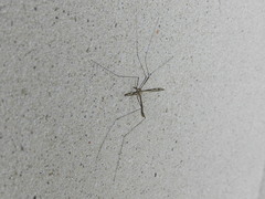 Tipula furca