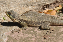 Tropidurus catalanensis