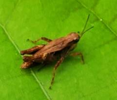Tettigidea