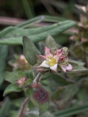 Ludwigia pilosa