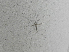 Tipula furca