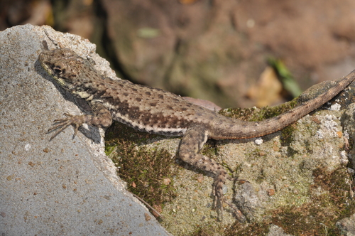 Western Collared Spiny Lizard