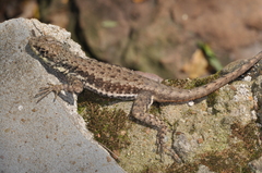 Tropidurus catalanensis