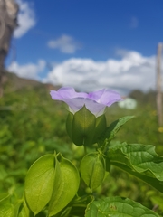 Nicandra physalodes