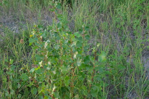 topoľ čierny (Populus nigra)