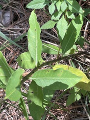 Asclepias viridiflora