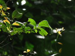 Beilschmiedia pendula