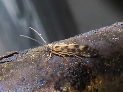 Agraylea multipunctata