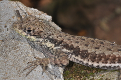 Tropidurus catalanensis