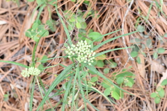 Asclepias angustifolia
