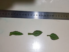 Nicandra physalodes