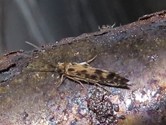 Agraylea multipunctata