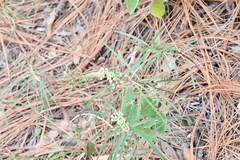 Asclepias angustifolia