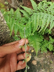 Pityrogramma calomelanos