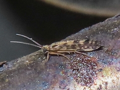 Agraylea multipunctata