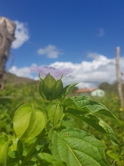 Nicandra physalodes