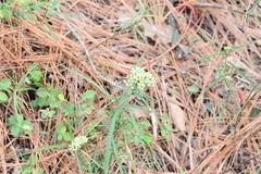 Asclepias angustifolia
