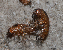 Arcitalitrus sylvaticus