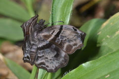Helias phalaenoides