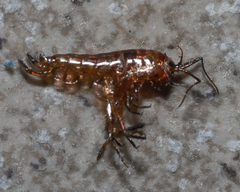 Arcitalitrus sylvaticus